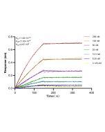 JNK Recombinant monoclonal antibody 81629-1-RR proteintech