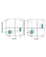 Anti-Human ADAM17 Rabbit Recombinant Antibody Proteintech  98674-2-RR