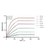 STAT1 Recombinant monoclonal antibody 82016-1-RR proteintech