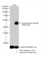 Phospho-MLKL (Ser358) Recombinant monoclonal antibody, PBS Only 82090-2-PBS proteintech