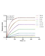 Cyclin E1 Recombinant monoclonal antibody 82700-9-RR proteintech