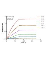 PD-L1/CD274 Recombinant monoclonal antibody, PBS Only 82719-15-PBS proteintech