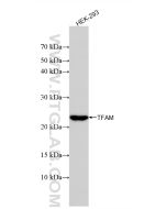 TFAM Recombinant monoclonal antibody, PBS Only 82745-5-PBS proteintech