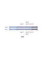 Phospho-ULK1 (Ser758) Recombinant monoclonal antibody, PBS Only 82776-8-PBS proteintech