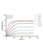 Lamin B2 Recombinant monoclonal antibody 82801-4-RR proteintech