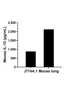 Mouse IL-15 Recombinant monoclonal antibody, PBS Only (Capture) 82862-8-PBS proteintech