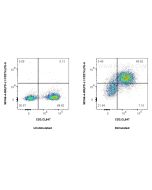 Anti-Mouse PD-L1/CD274 Rabbit Recombinant Antibody Proteintech  98166-4-RR