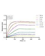 KHSRP Recombinant monoclonal antibody 82931-3-RR proteintech