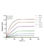 RAB32 Recombinant monoclonal antibody, PBS Only 82960-1-PBS proteintech