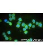 CD226 Recombinant monoclonal antibody 82991-3-RR proteintech