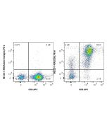 Anti-Human CD6 Rabbit Recombinant Antibody Proteintech  98223-1-RR