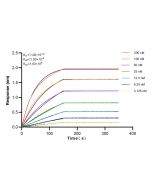 MTA3 Recombinant monoclonal antibody 83042-3-RR proteintech