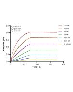 PFAS Recombinant monoclonal antibody 83074-2-RR proteintech
