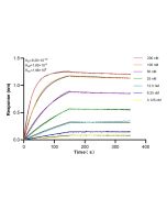 SLC35F4 Recombinant monoclonal antibody 83085-3-RR proteintech
