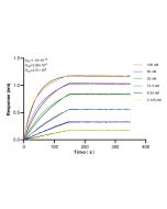 NRF1/nuclear respiratory factor 1 Recombinant monoclonal antibody, PBS Only 83092-1-PBS proteintech
