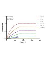 SHBG Recombinant monoclonal antibody, PBS Only (Detector) 83096-1-PBS proteintech