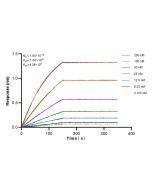 Lipocalin-2/NGAL Recombinant monoclonal antibody 83102-1-RR proteintech
