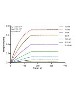 MMP13 Recombinant monoclonal antibody, PBS Only 83188-4-PBS proteintech