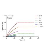 HIRA Recombinant monoclonal antibody, PBS Only 83194-4-PBS proteintech