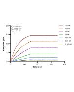Sestrin 2 Recombinant monoclonal antibody, PBS Only (Detector) 83202-3-PBS proteintech