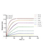 GAPDHS Recombinant monoclonal antibody, PBS Only 83290-3-PBS proteintech