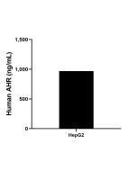 AHR Recombinant monoclonal antibody, PBS Only (Detector) 83369-1-PBS proteintech