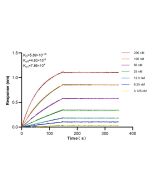 TMEM126A Recombinant monoclonal antibody 83440-2-RR proteintech