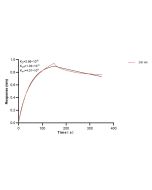 HMGB2 Recombinant monoclonal antibody, PBS Only 83482-1-PBS proteintech