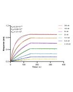 FBXO38 Recombinant monoclonal antibody 83509-5-RR proteintech