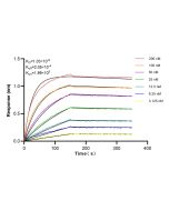 MYO1G Recombinant monoclonal antibody, PBS Only 83556-5-PBS proteintech