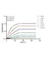 RUFY3 Recombinant monoclonal antibody, PBS Only (Detector) 83601-2-PBS proteintech