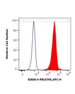 ATM Recombinant monoclonal antibody, PBS Only (Detector) 83608-4-PBS proteintech