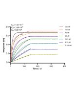 Dystrophin Recombinant monoclonal antibody, PBS Only 83609-5-PBS proteintech