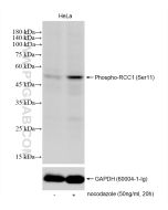 Phospho-RCC1 (Ser11) Recombinant monoclonal antibody 83630-1-RR proteintech