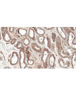 ATP6V1E1 Recombinant monoclonal antibody, PBS Only 83636-6-PBS proteintech