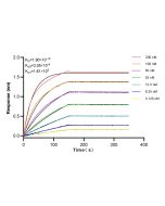 PHKG2 Recombinant monoclonal antibody 83663-2-RR proteintech