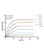 Beta-2-Microglobulin Recombinant monoclonal antibody 83683-8-RR proteintech