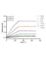 MICA/MICB Recombinant monoclonal antibody, PBS Only 83725-5-PBS proteintech