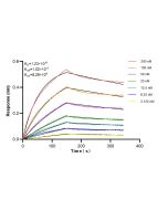 Dectin-1/CLEC7A Recombinant monoclonal antibody, PBS Only 83739-3-PBS proteintech