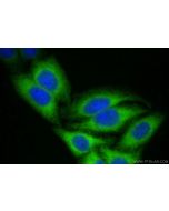 APOL1 Recombinant monoclonal antibody, PBS Only 83770-5-PBS proteintech