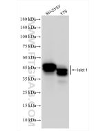 Islet 1 Recombinant monoclonal antibody 83784-6-RR proteintech