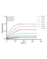 Rat Lipocalin-2/NGAL Recombinant monoclonal antibody, PBS Only 83853-2-PBS proteintech