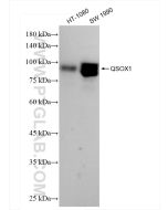 QSOX1/Quiescin Q6 Recombinant monoclonal antibody, PBS Only 83952-3-PBS proteintech