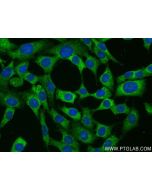 Adiponectin Recombinant monoclonal antibody 83961-3-RR proteintech