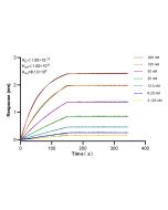 OGG1 Recombinant monoclonal antibody 83973-4-RR proteintech