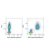 Anti-Human CEACAM8/CD66b Rabbit Recombinant Antibody Proteintech  98507-2-RR