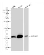 CARHSP1 Recombinant monoclonal antibody Proteintech  83300-3-RR