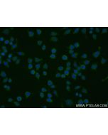 Mouse cGAS Recombinant monoclonal antibody, PBS Only 84045-1-PBS proteintech