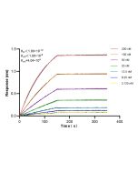 POLR3C Recombinant monoclonal antibody, PBS Only 84367-6-PBS proteintech