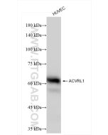 ACVRL1 Recombinant monoclonal antibody, PBS Only 84421-3-PBS proteintech
